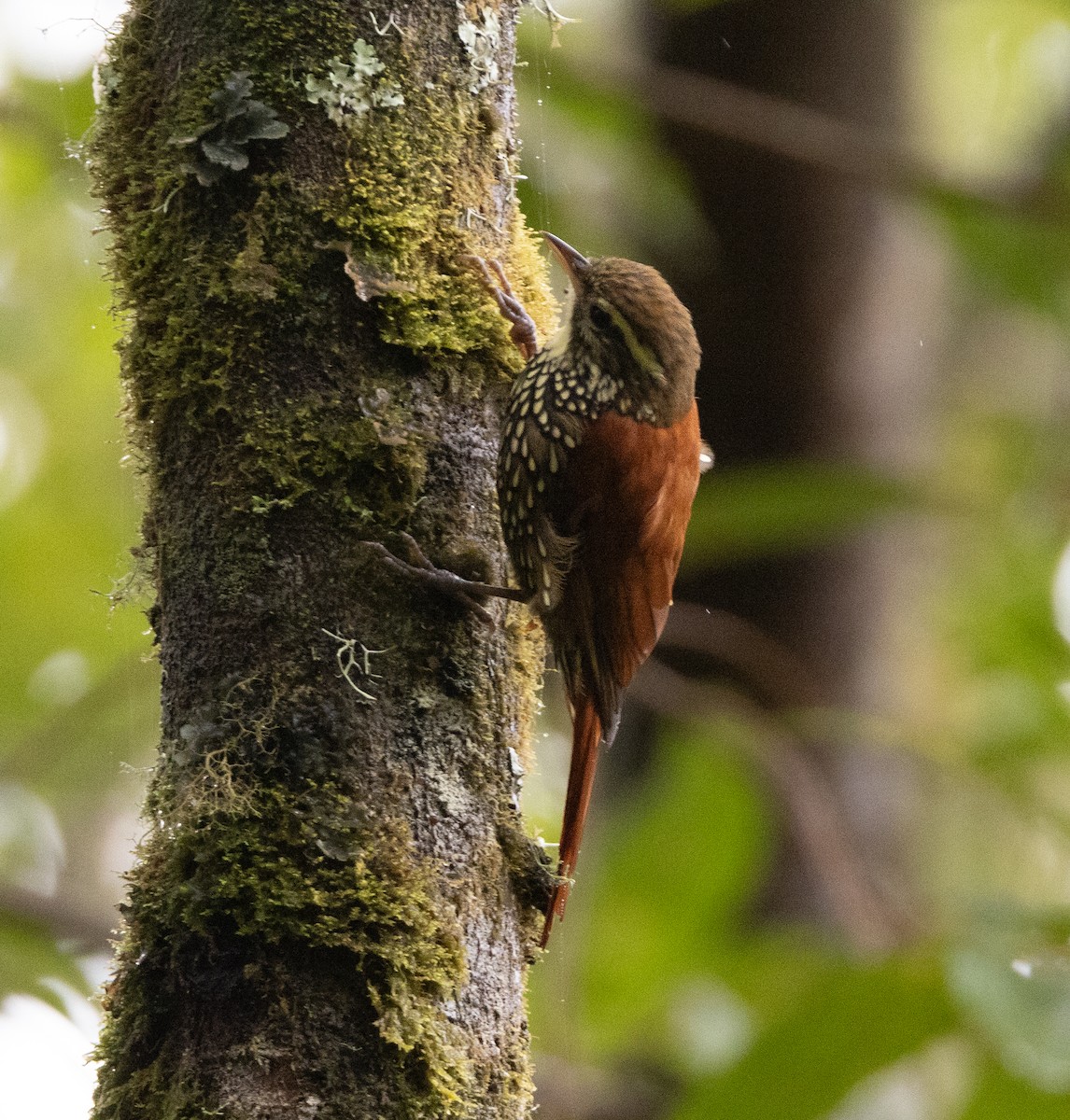 Pearled Treerunner - ML619996429