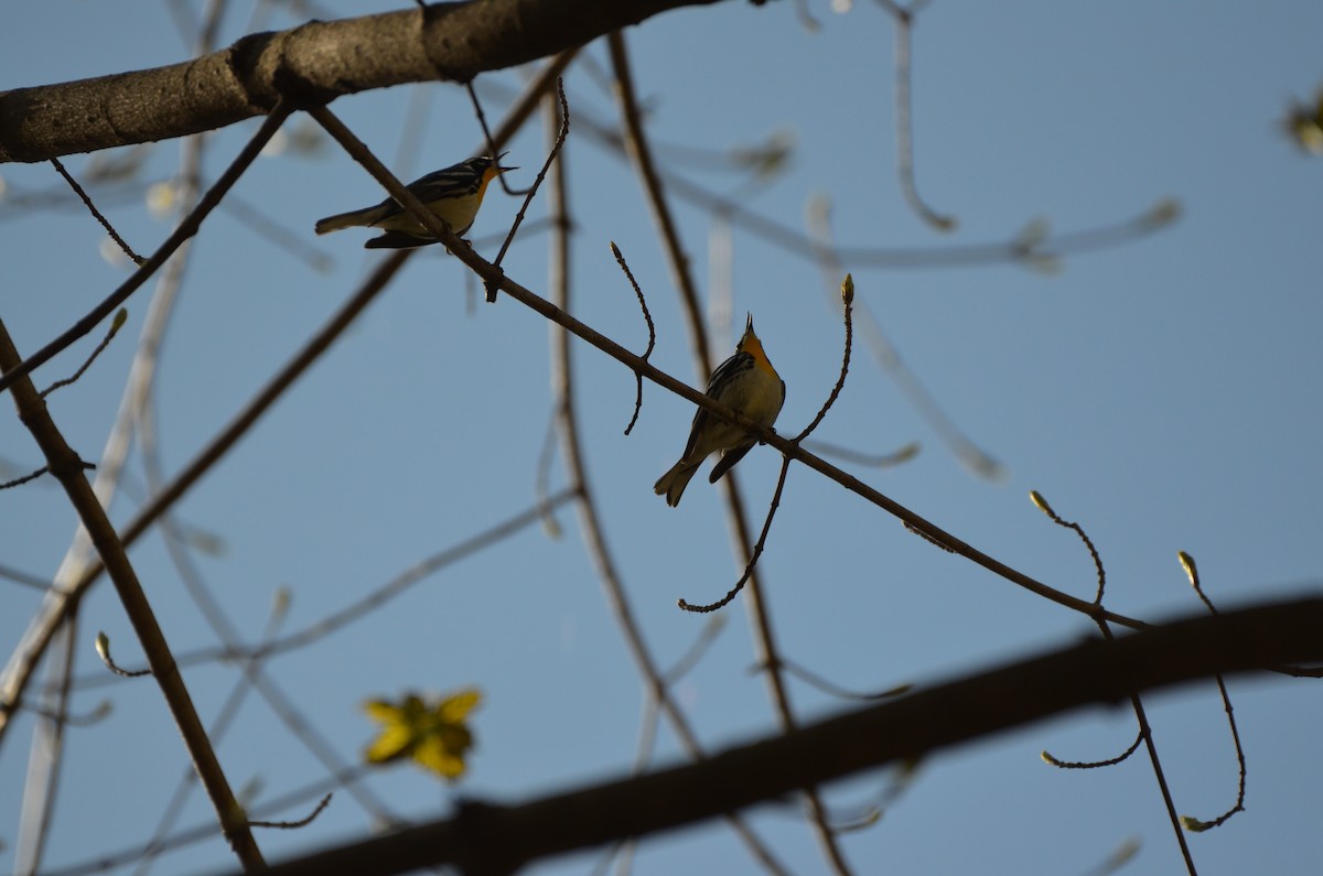 Yellow-throated Warbler - ML619996430