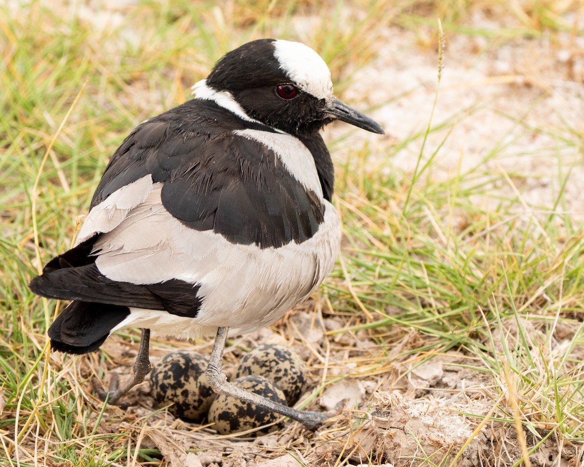 Blacksmith Lapwing - ML619996441