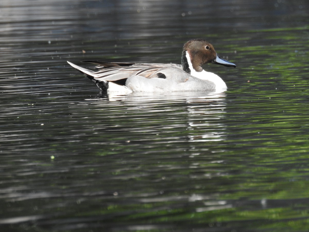 Northern Pintail - ML619996447