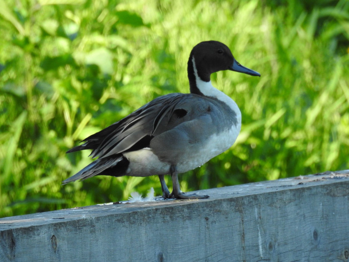 Spießente - ML619996448