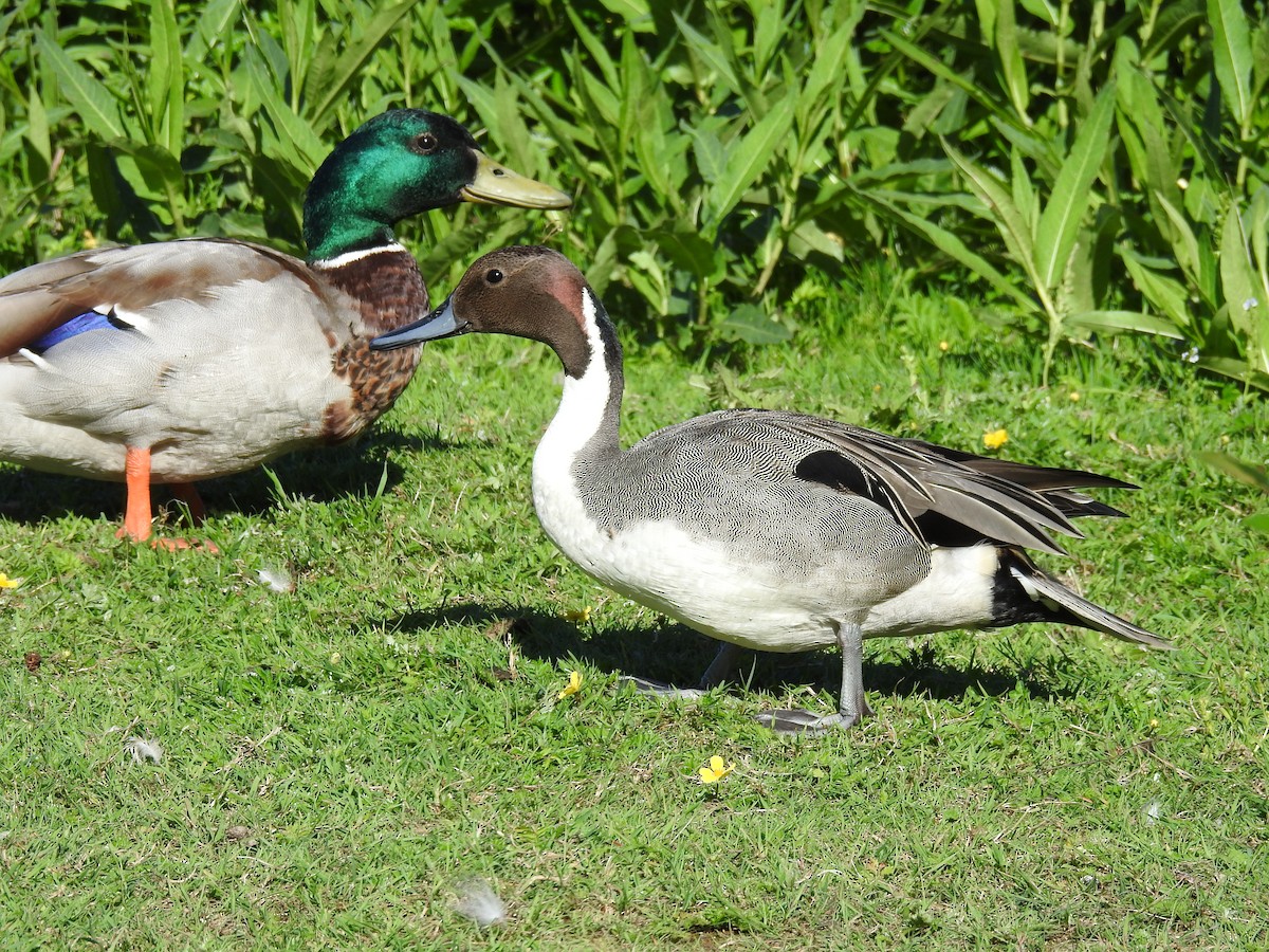 Northern Pintail - ML619996449