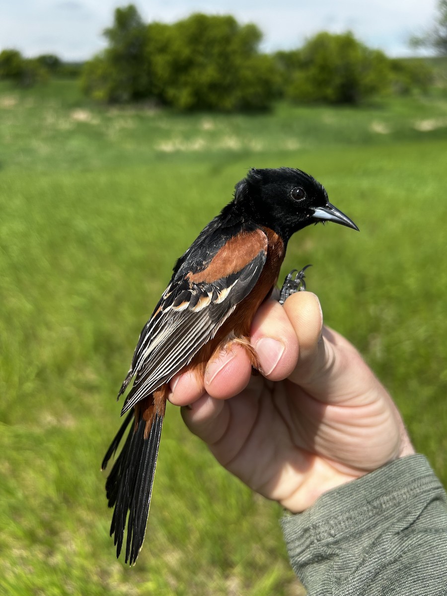 Orchard Oriole - ML619996451