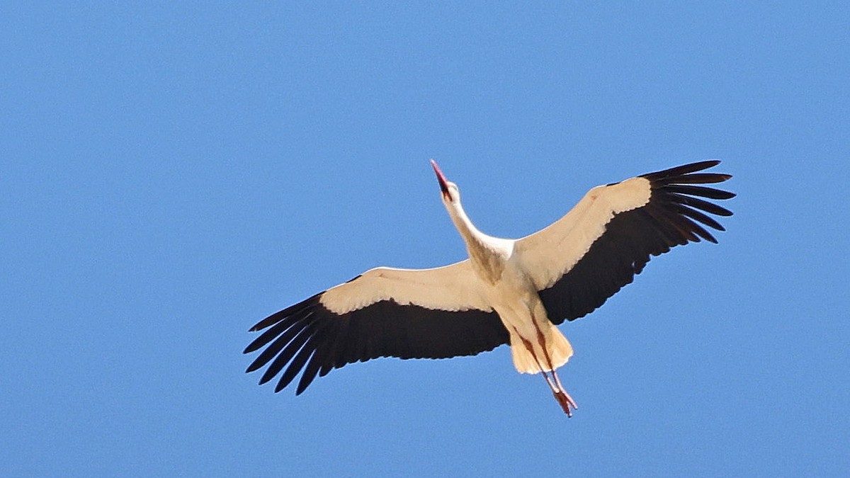 White Stork - ML619996452