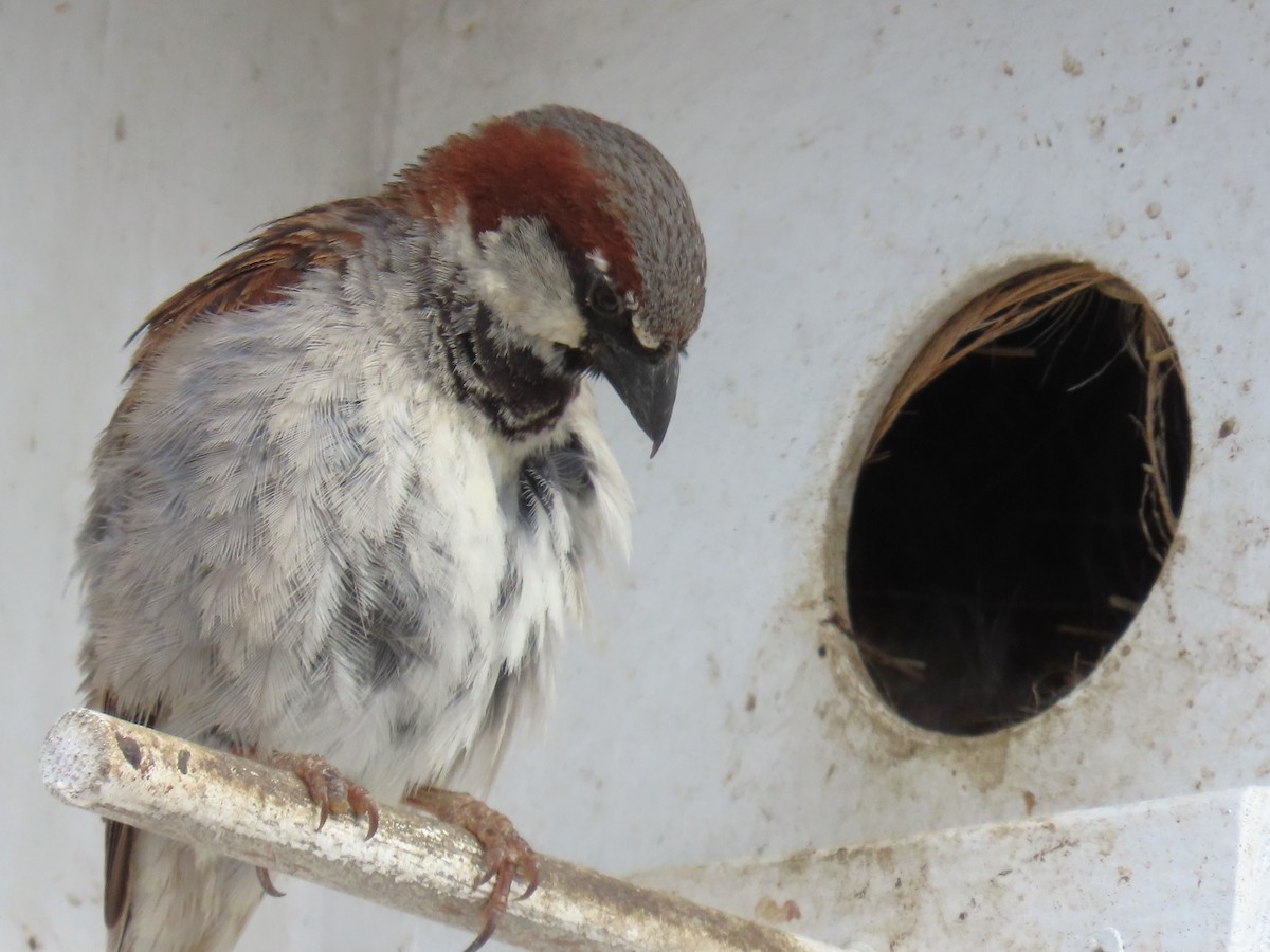 House Sparrow - ML619996454