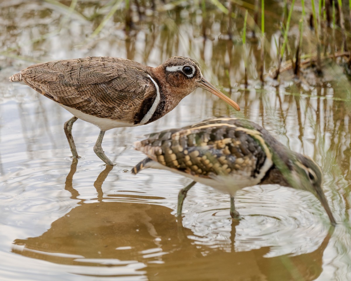 Greater Painted-Snipe - ML619996458