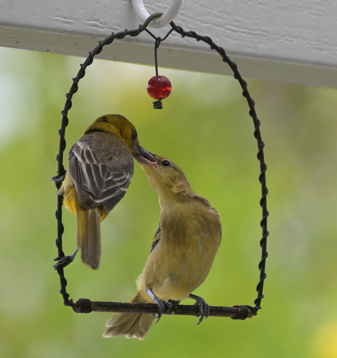 Hooded Oriole - ML619996467