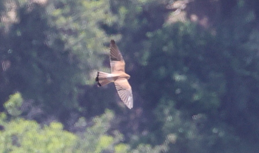 Lesser Kestrel - ML619996468