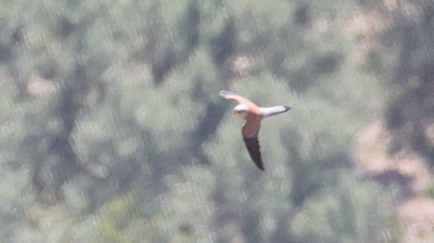 Lesser Kestrel - ML619996472