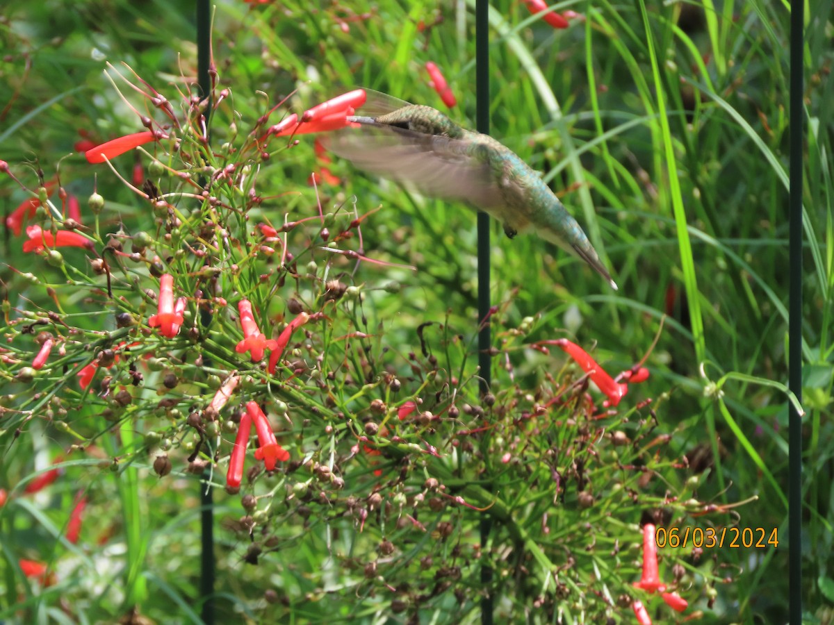 Ruby-throated Hummingbird - ML619996486