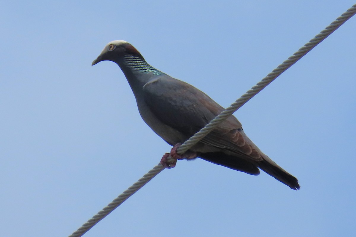 Pigeon à couronne blanche - ML619996489