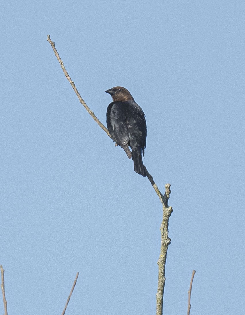 Brown-headed Cowbird - ML619996504