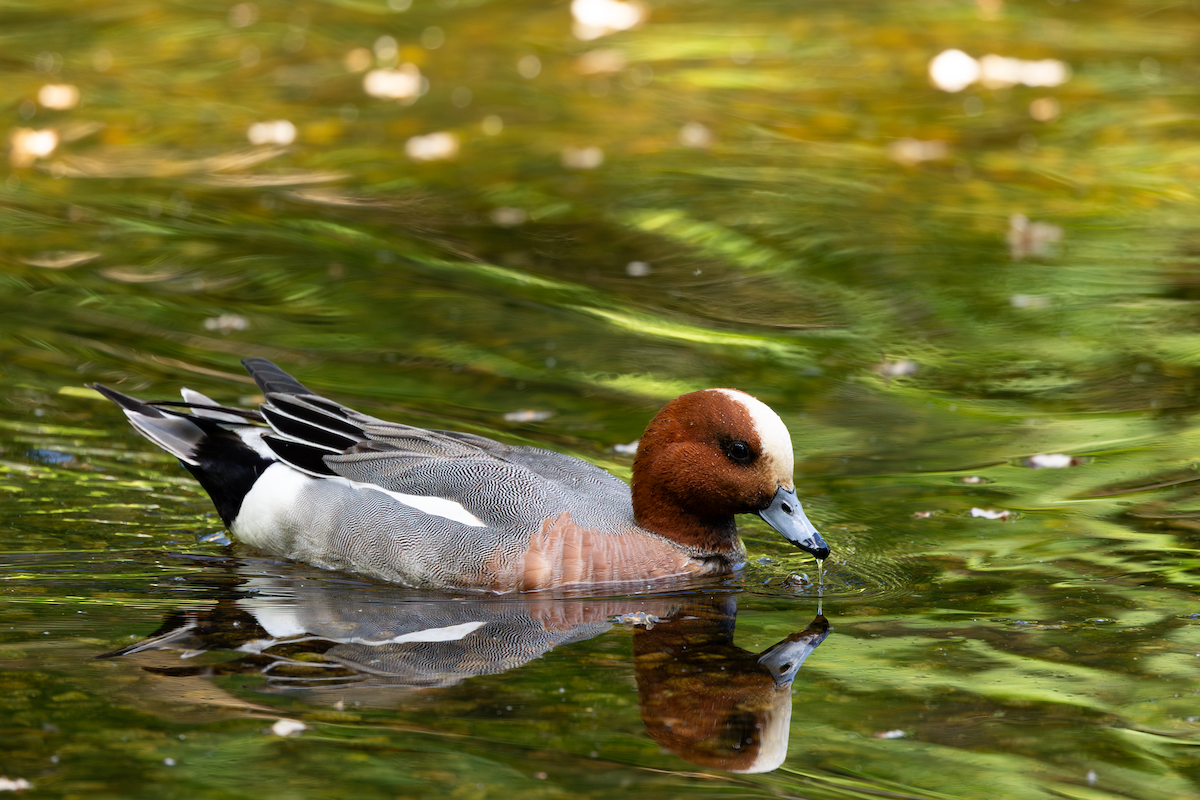 Eurasian Wigeon - ML619996506