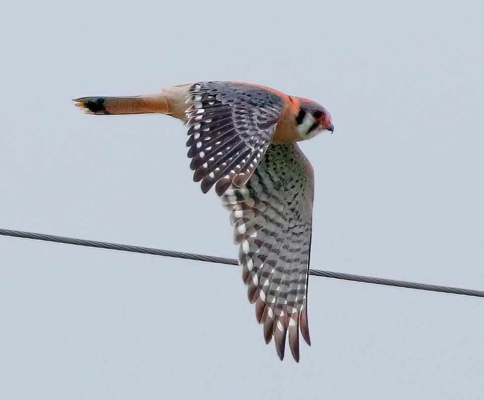 American Kestrel - Mark  Ludwick