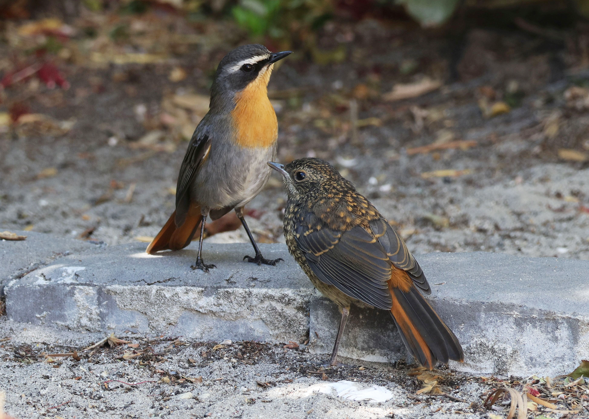 Cape Robin-Chat - ML619996531