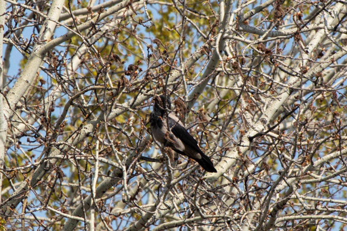 Hooded Crow - ML619996532
