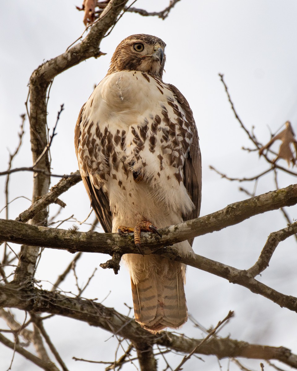 Red-tailed Hawk - ML619996539