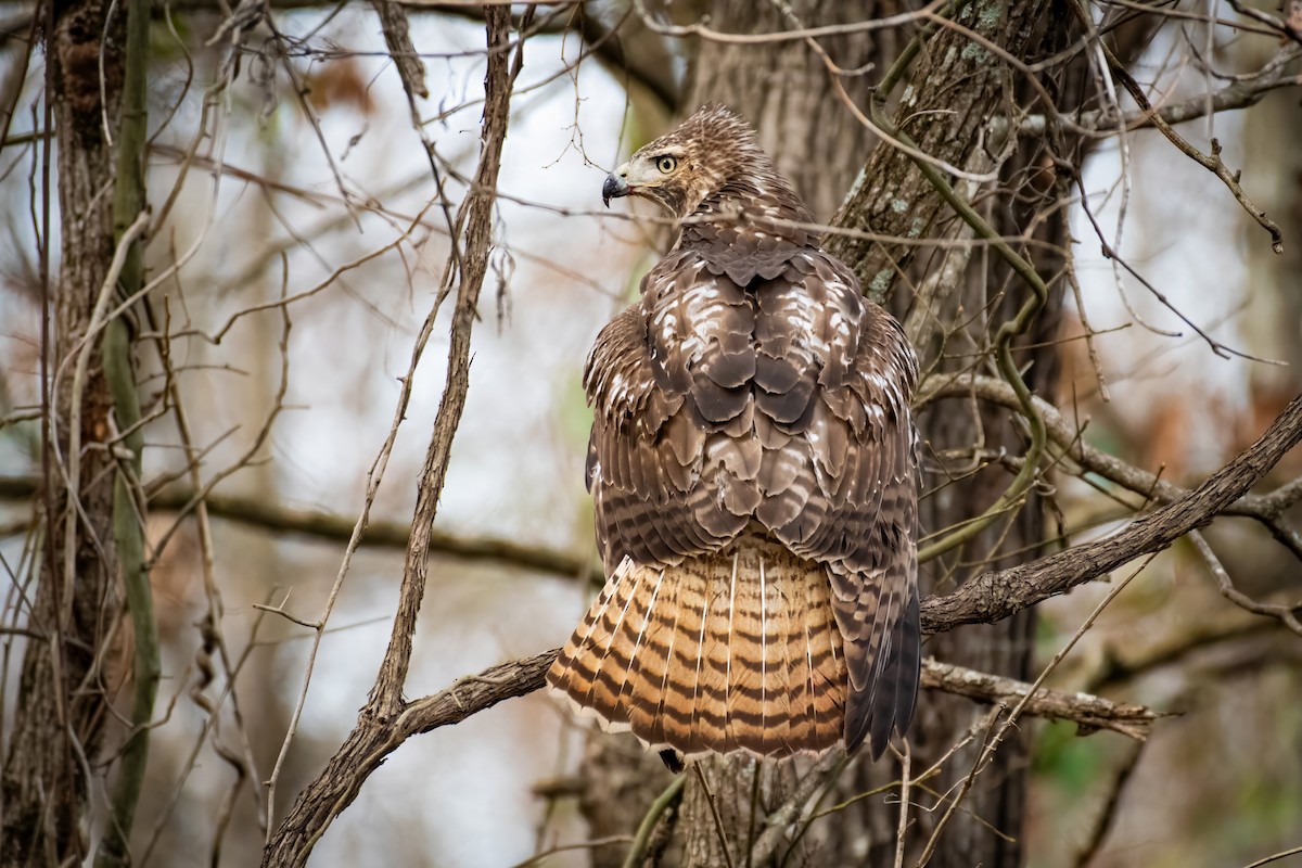 Red-tailed Hawk - ML619996540