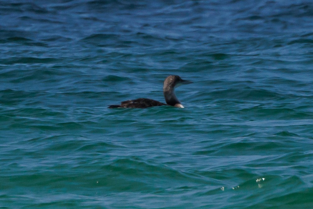 Common Loon - ML619996542