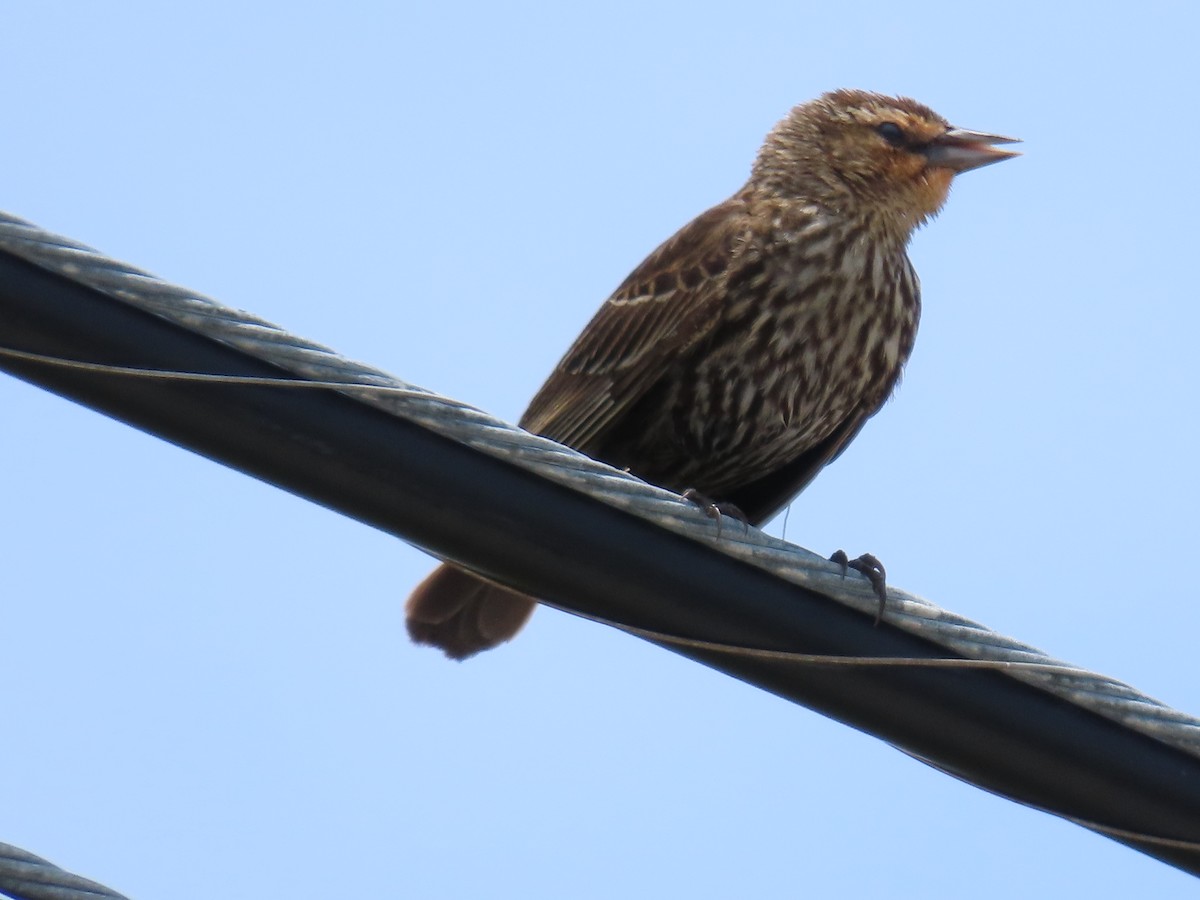 Red-winged Blackbird - ML619996546