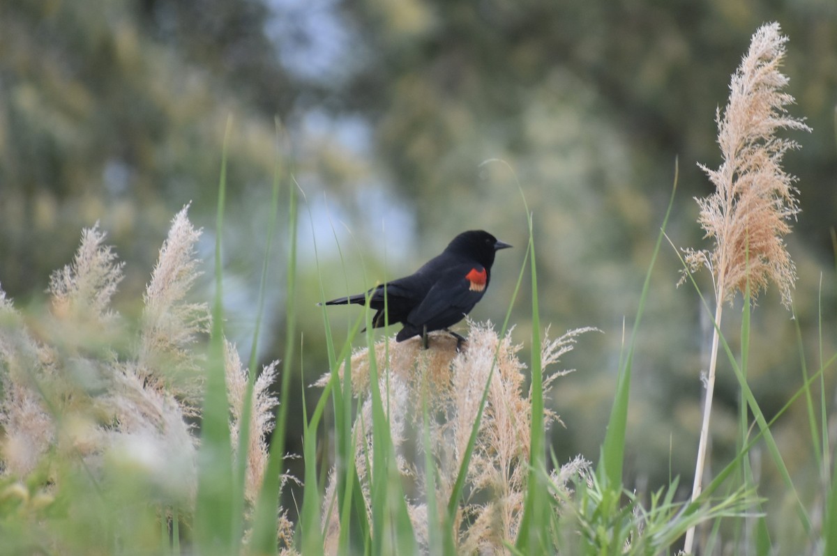 Red-winged Blackbird - ML619996547