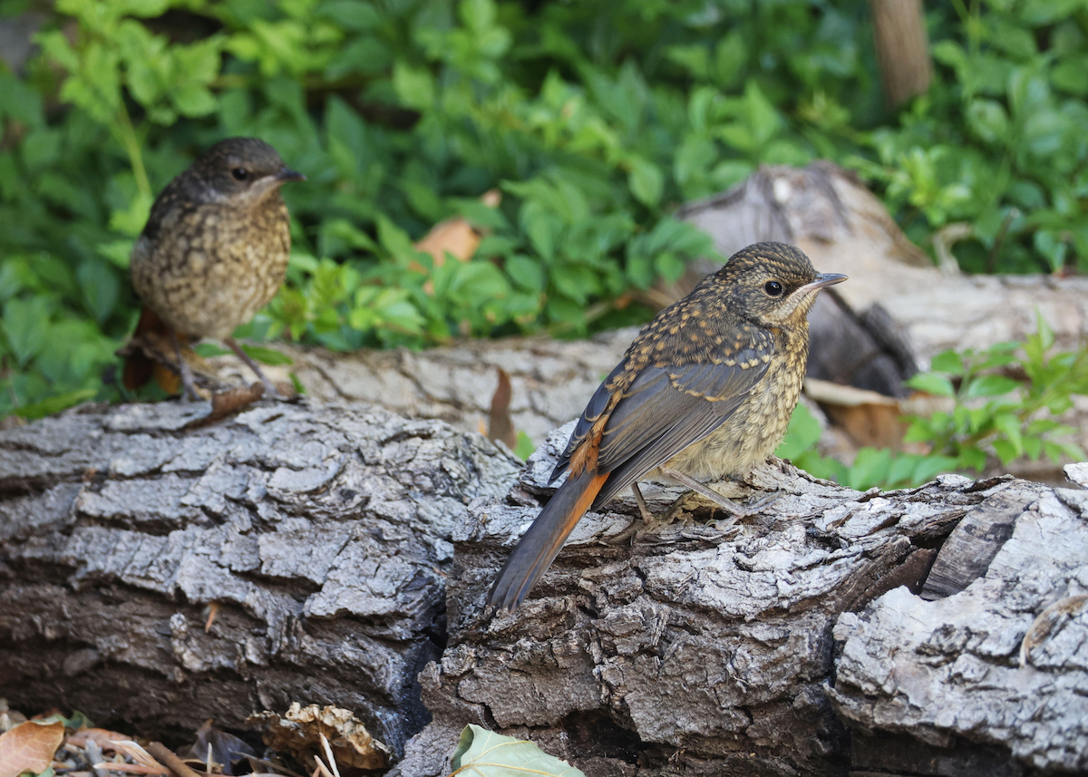 Cape Robin-Chat - ML619996553