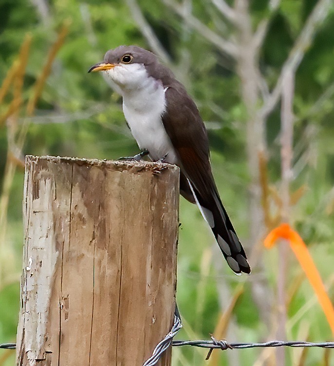 Yellow-billed Cuckoo - ML619996554