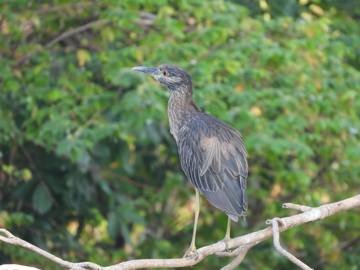 Yellow-crowned Night Heron - ML619996557