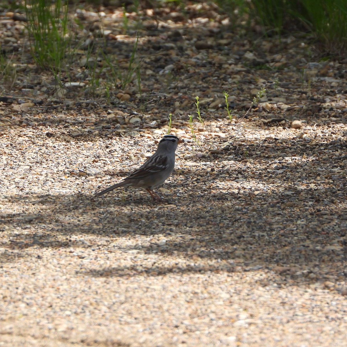 White-crowned Sparrow - ML619996558