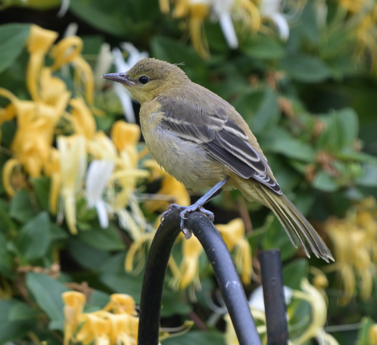 Hooded Oriole - ML619996563