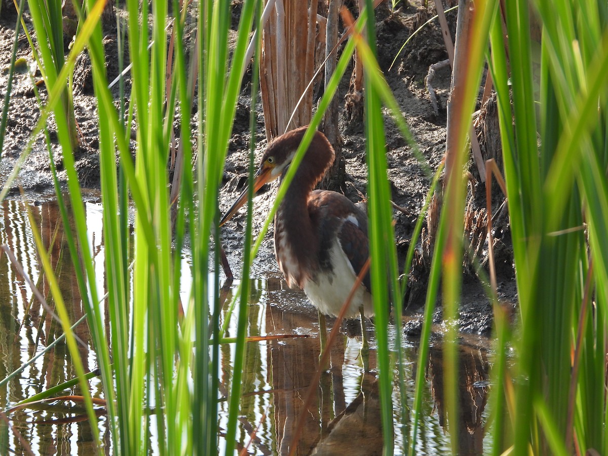 Tricolored Heron - ML619996570