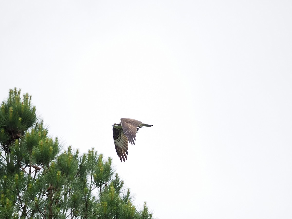 Загасч явлаг - ML619996590