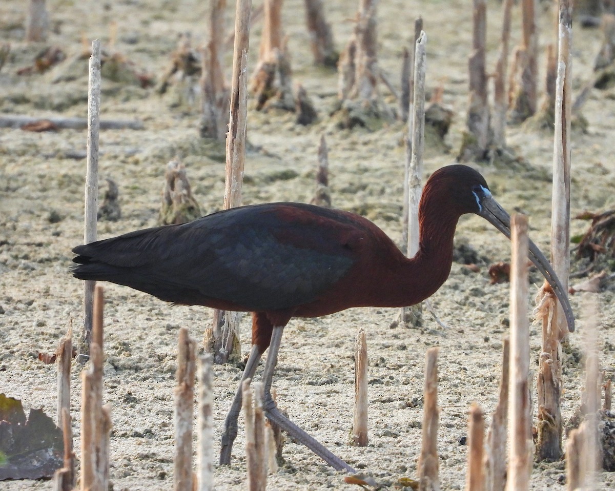 ibis hnědý - ML619996592