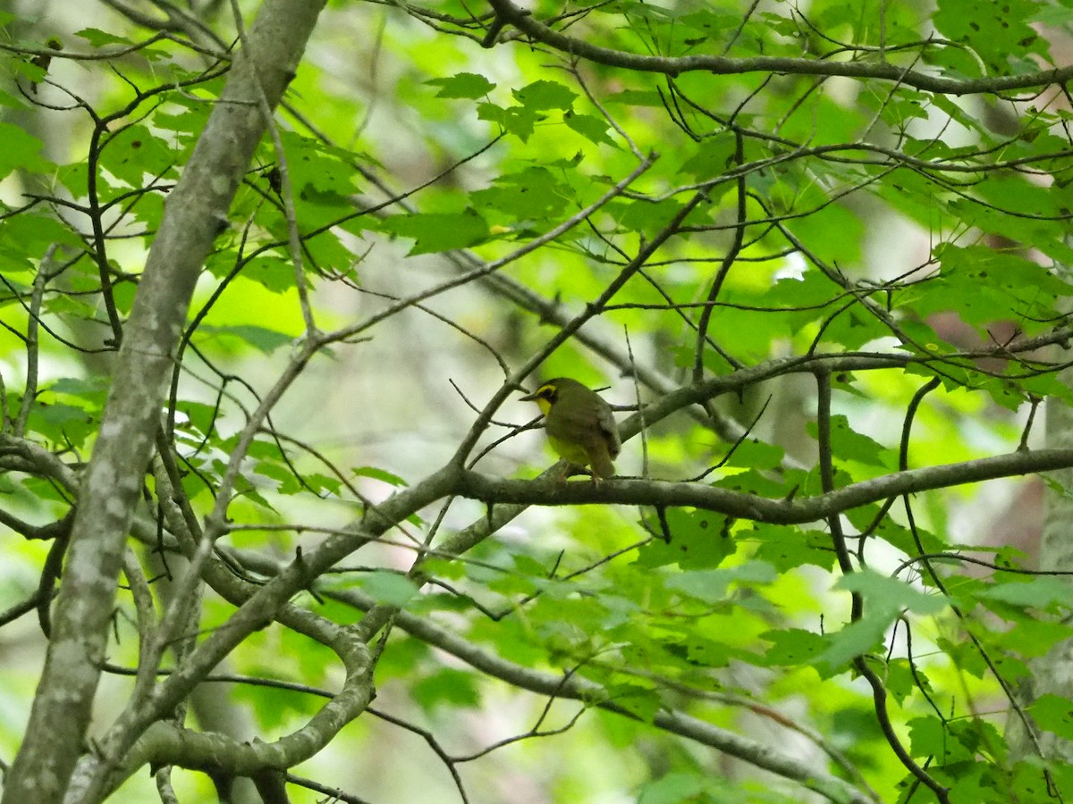 Kentucky Warbler - ML619996608