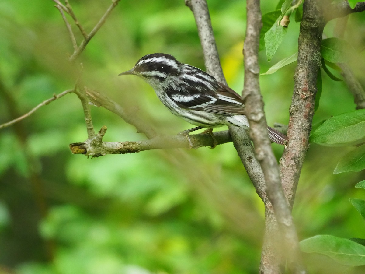 Black-and-white Warbler - ML619996609