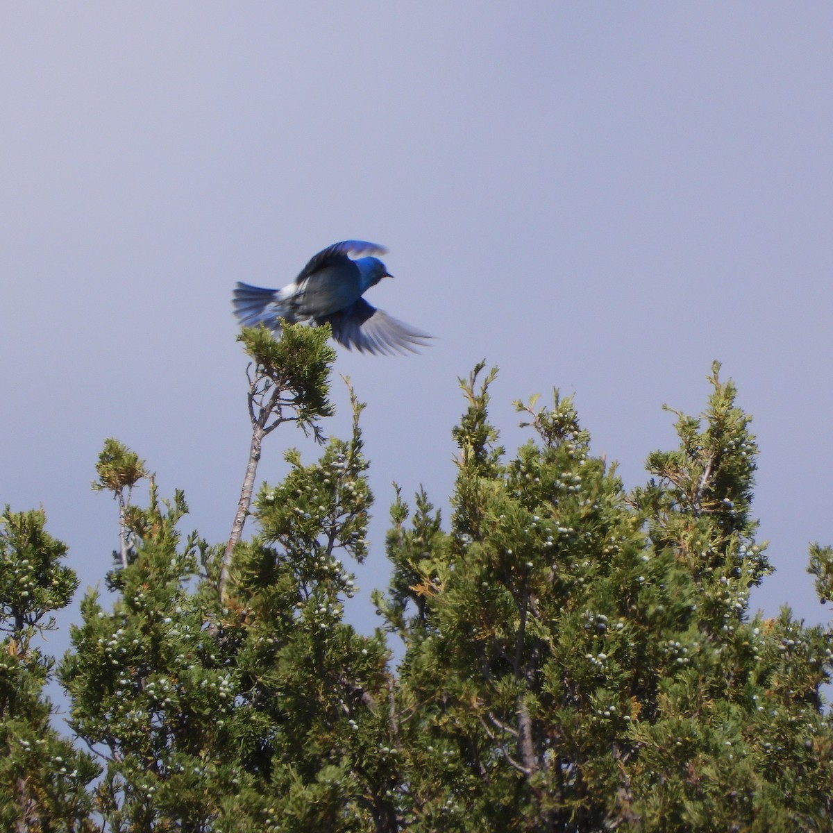 Mountain Bluebird - ML619996617