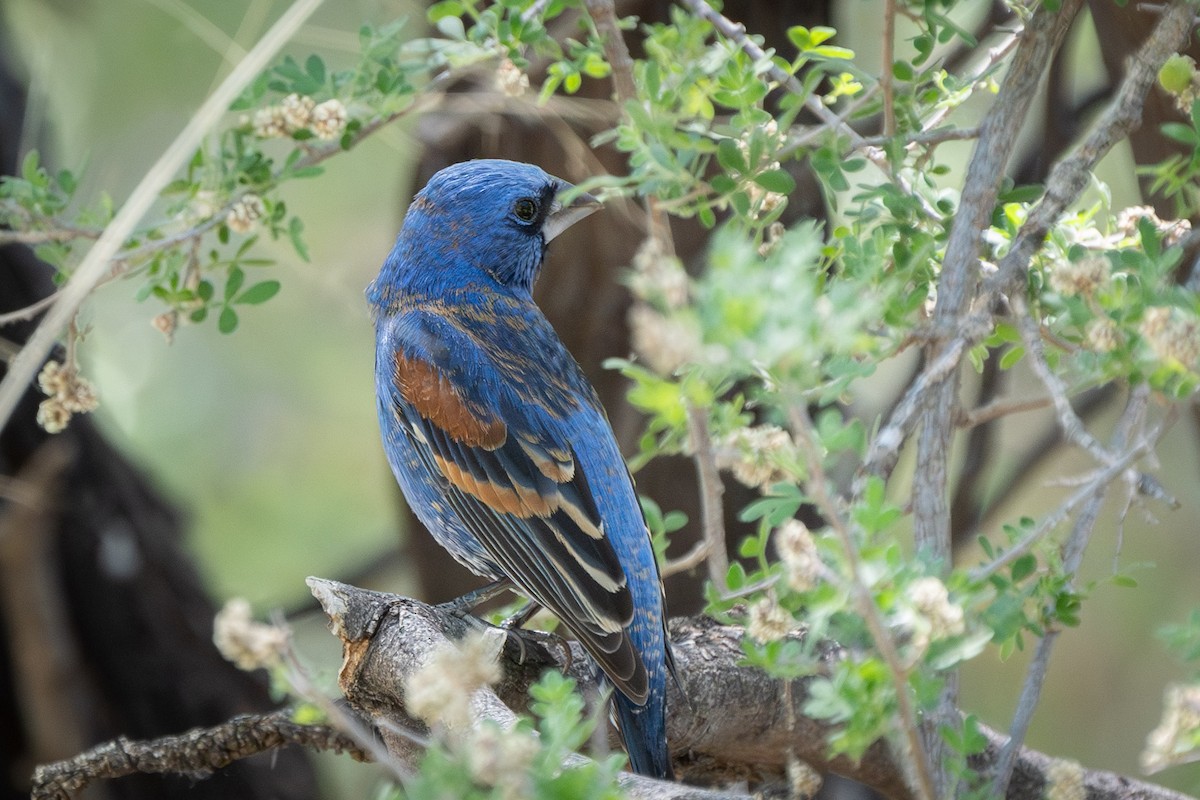 Blue Grosbeak - ML619996619