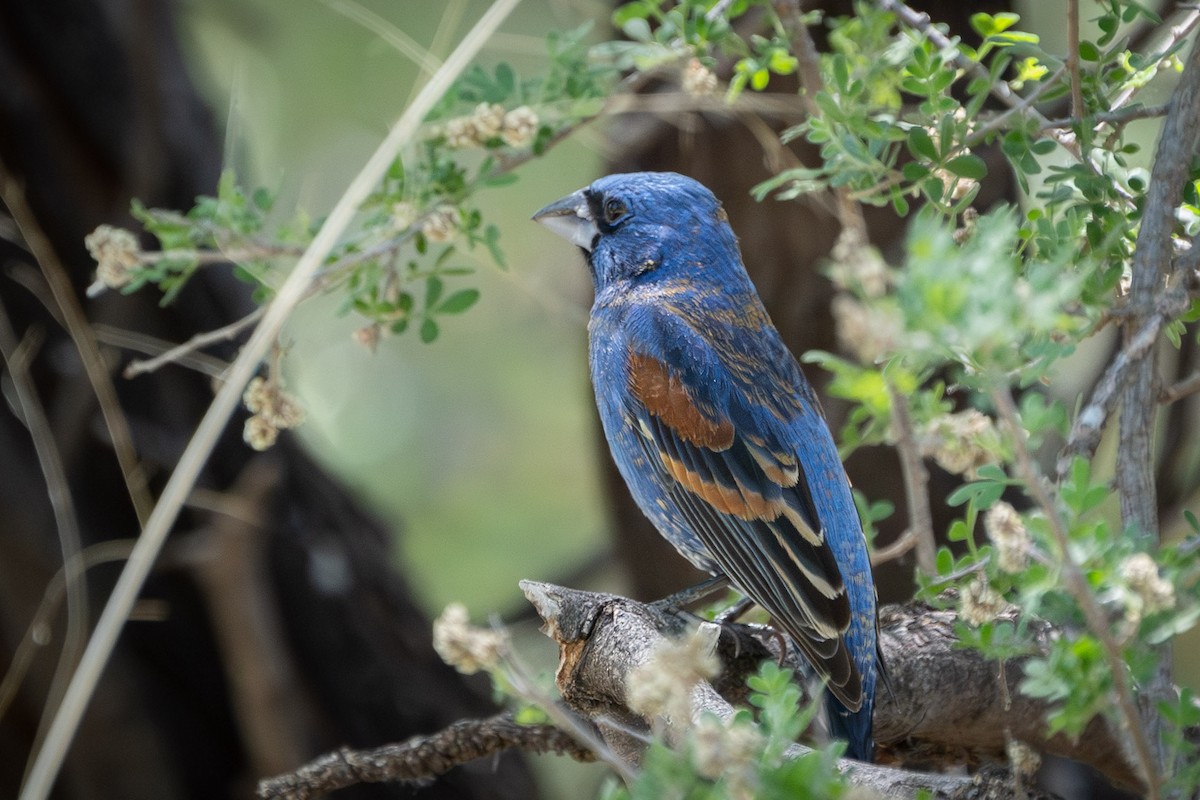 Blue Grosbeak - ML619996623