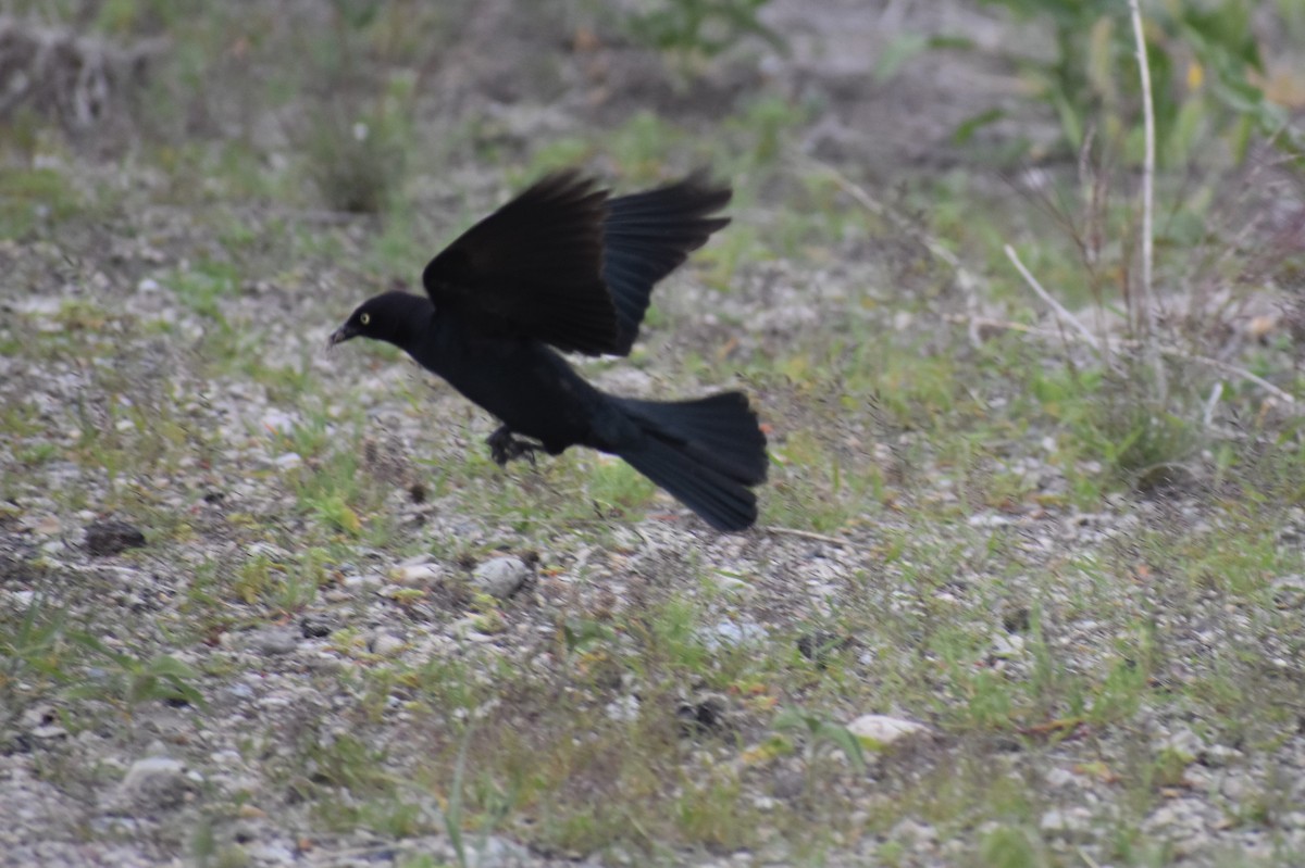 Brewer's Blackbird - ML619996626