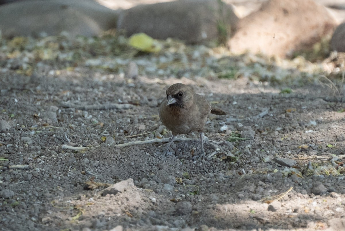 Abert's Towhee - ML619996633