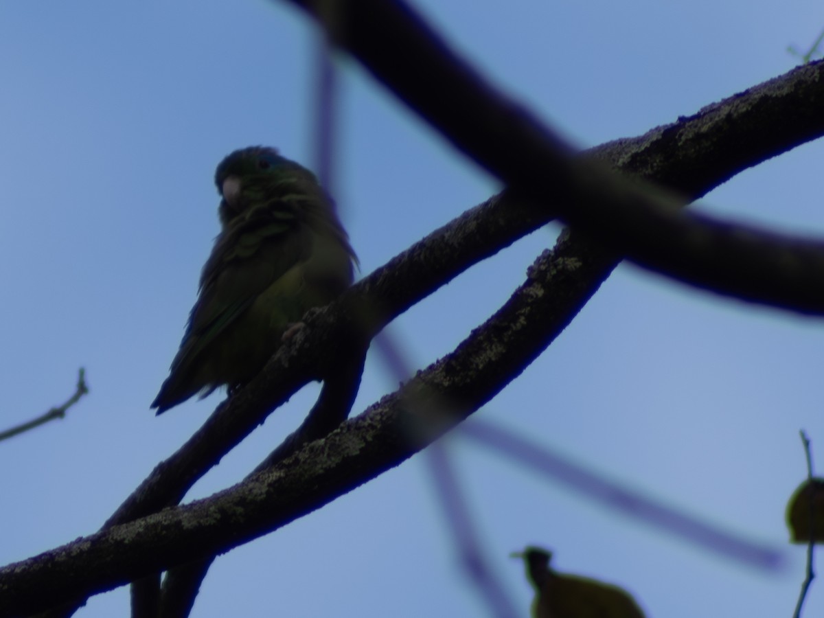 Spectacled Parrotlet - ML619996639