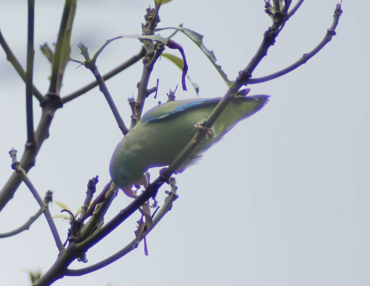 Spectacled Parrotlet - ML619996640