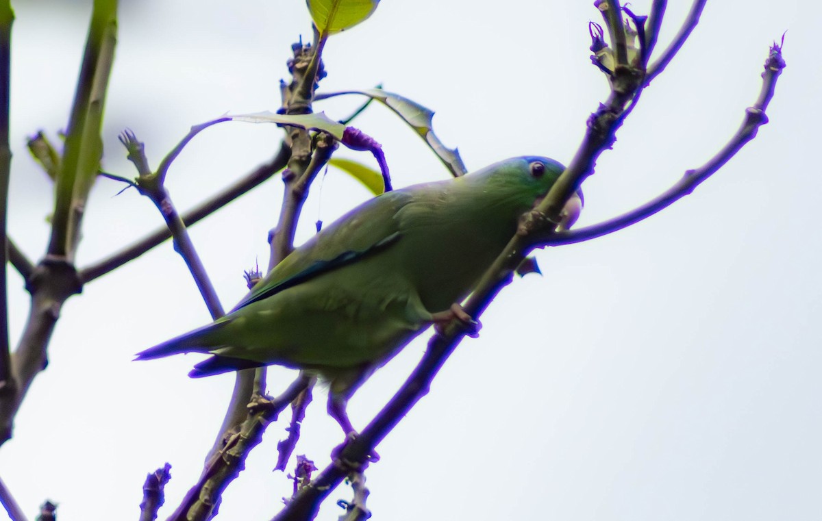 Spectacled Parrotlet - ML619996641