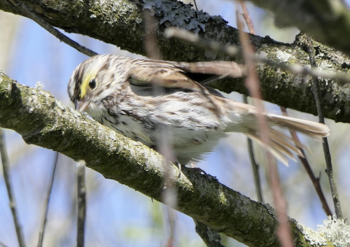 Savannah Sparrow - ML619996648