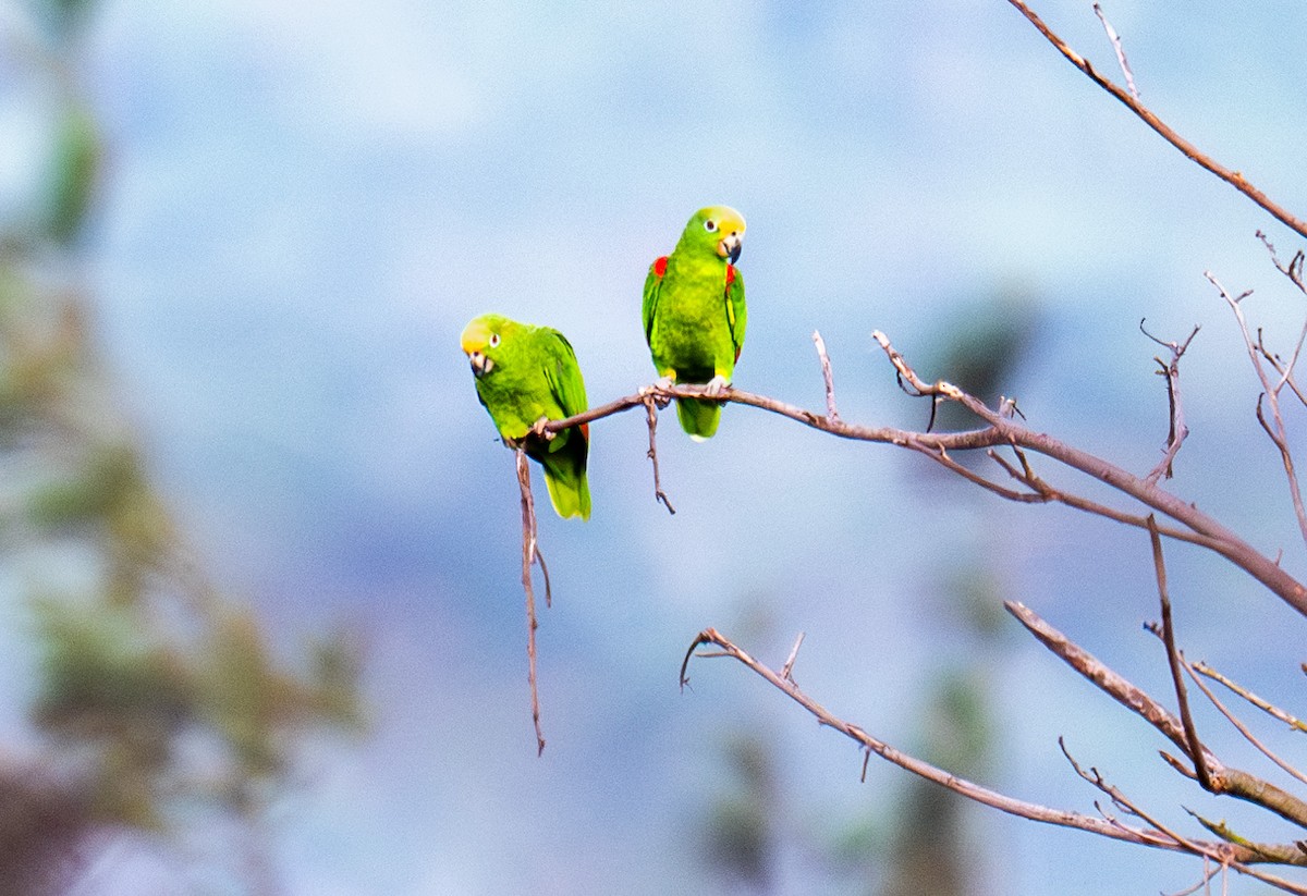 Yellow-crowned Parrot - ML619996649