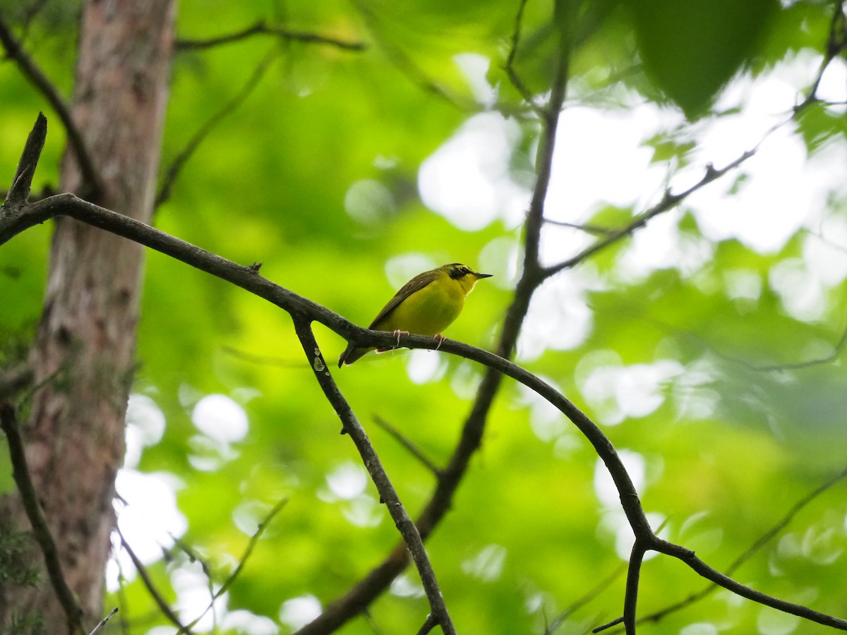 Kentucky Warbler - ML619996651