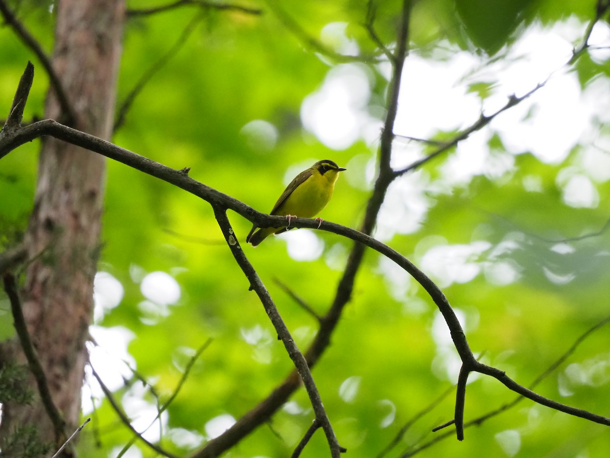 Kentucky Warbler - ML619996652