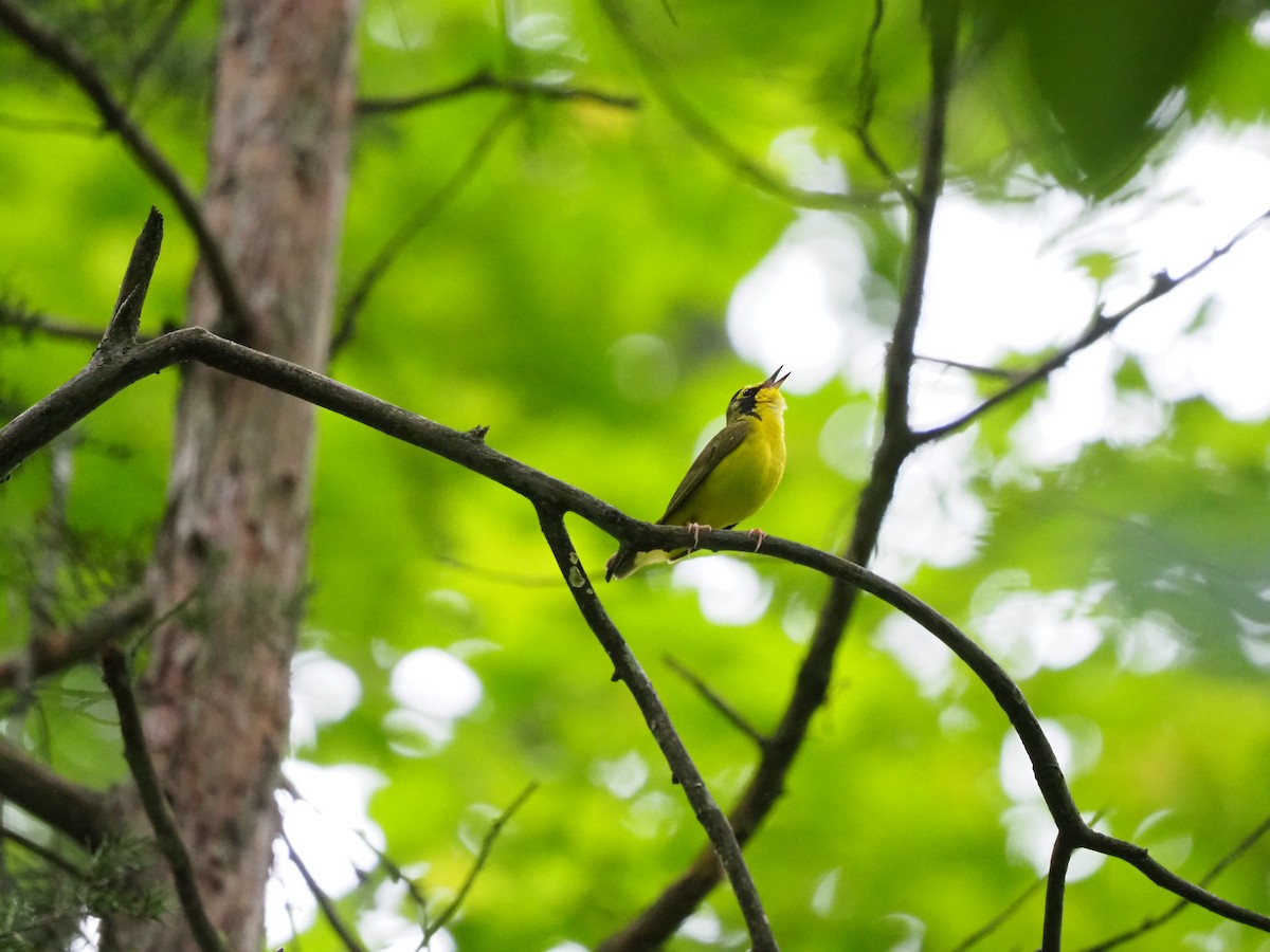 Kentucky Warbler - ML619996653