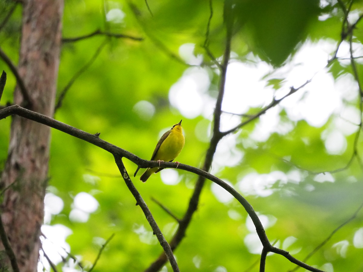 Kentucky Warbler - ML619996654