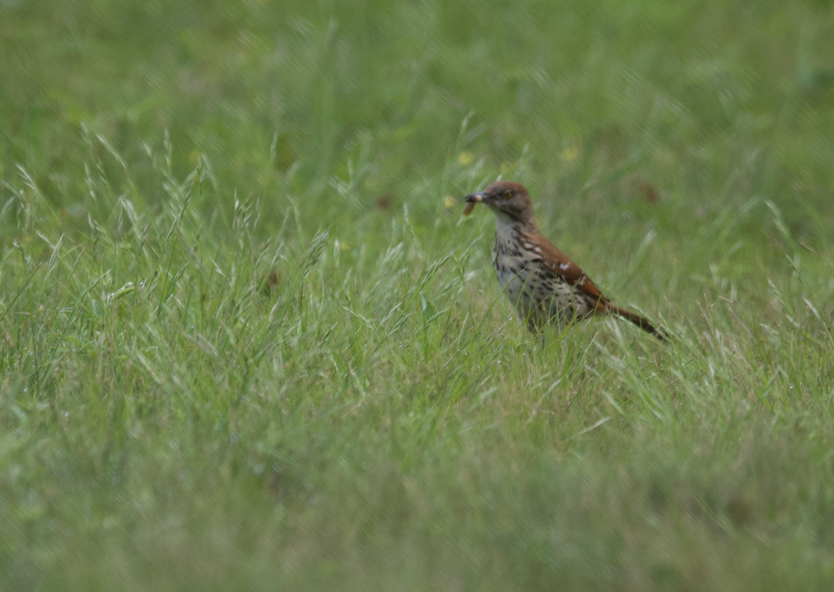 Brown Thrasher - ML619996656